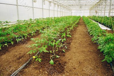 Tomatoes in a greenhouse