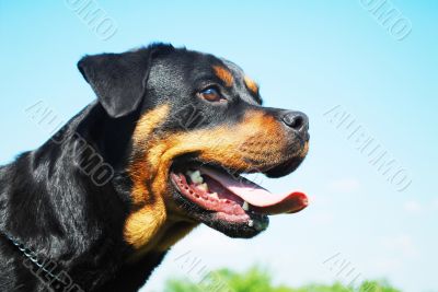 rottweiler