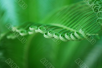 young cycas leaf