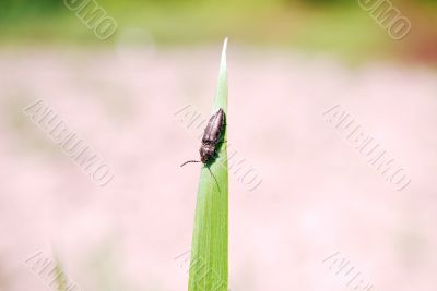 Bug on the leaf