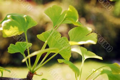 Ginkgo biloba