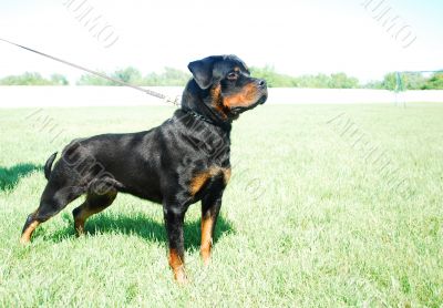 rottweiler