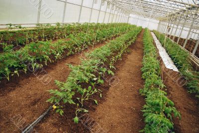 Tomatoes in a greenhouse