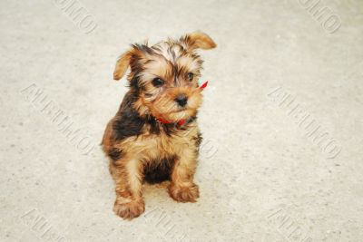 Yorkshire Terrier