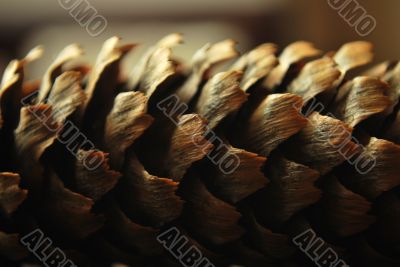 pine cone