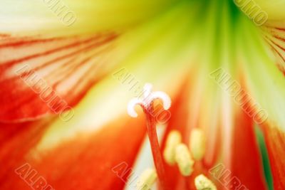 Flower Close-up