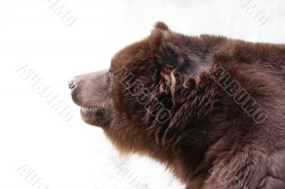 brown bear