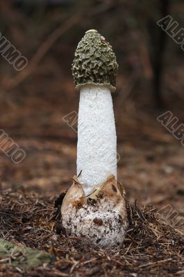 common stinkhorn