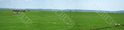 green field panorama