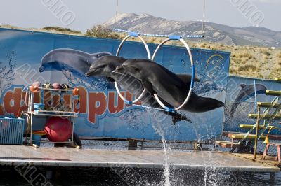 Two dolphin`s jumping