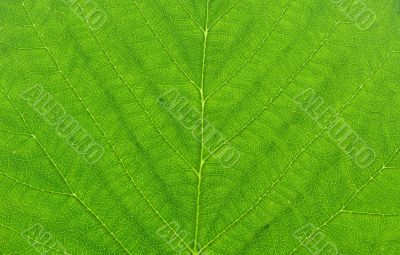 green leaf macro