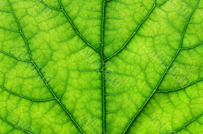 green leaf macro