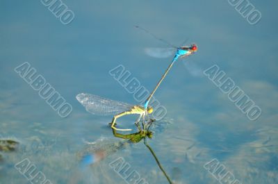 dragonfly love