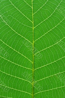 green leaf macro