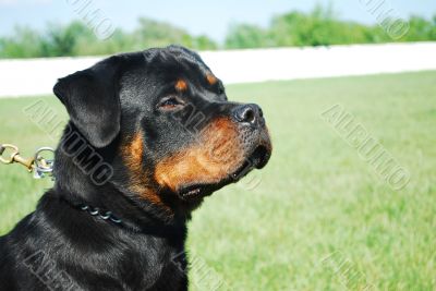 rottweiler