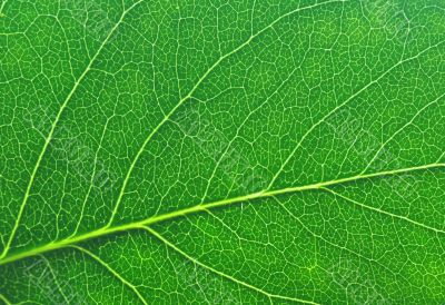 green leaf macro