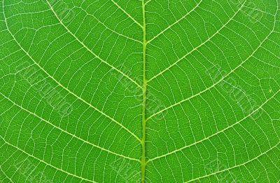 green leaf macro