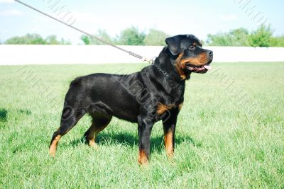 rottweiler