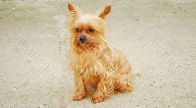 Yorkshire Terrier