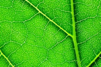 green leaf macro