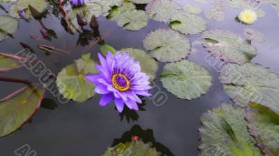 Waterlily