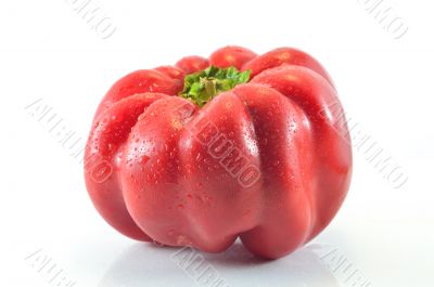 Bulgarian pepper