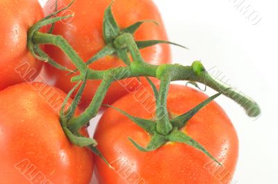 Sprig and tomato on a white background