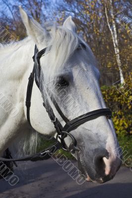 Harnessed horses portrait