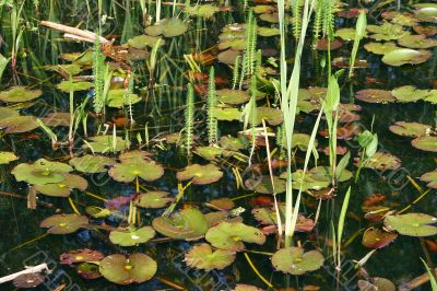 Luxuriant pond