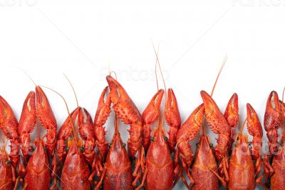 Many red crayfish