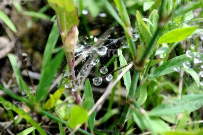 Dew on web