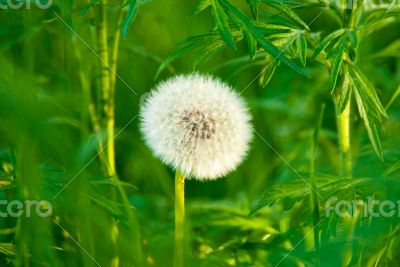 Dandelion