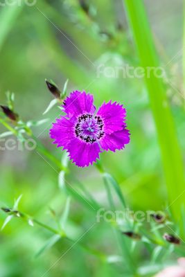 Carnation Amur 