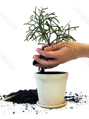 Plant in the hand