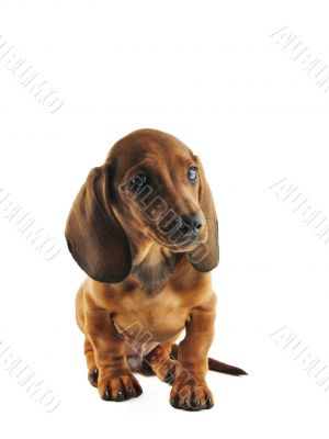 Dachshund