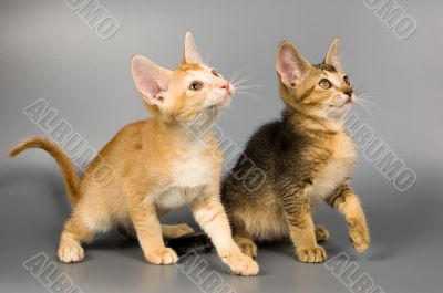 Kittens  in studio