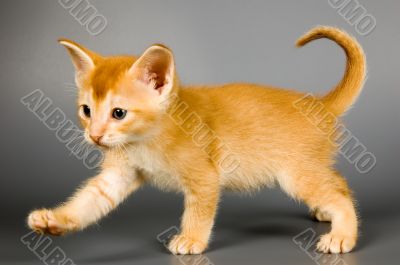 Kitten of Abyssinian breed