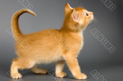 Kitten of Abyssinian breed