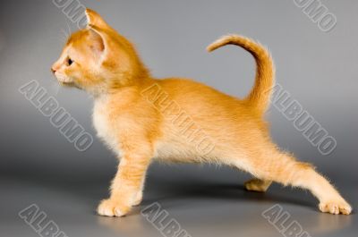 Kitten of Abyssinian breed