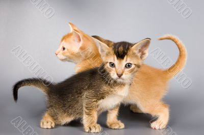 Kittens in studio