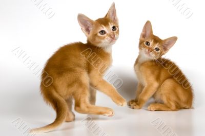 Kittens in studio