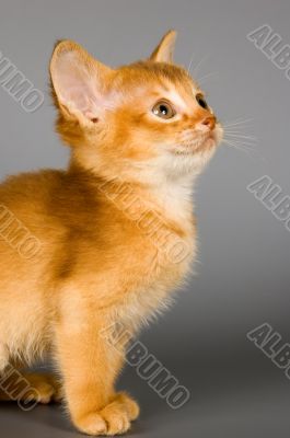 Kitten of Abyssinian breed