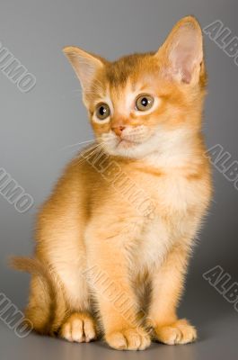 Kitten of Abyssinian breed