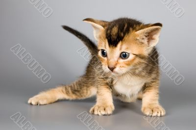 Kitten of Abyssinian breed