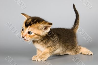 Kitten of Abyssinian breed