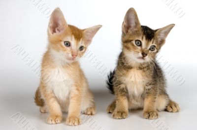 Kittens in studio