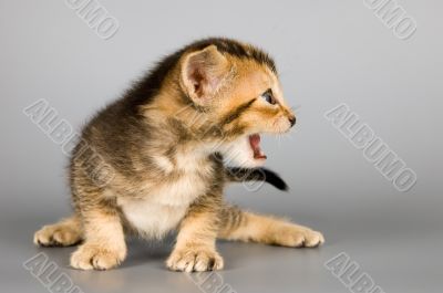 Kitten of Abyssinian breed