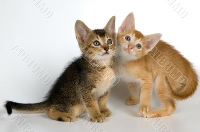 Kittens in studio