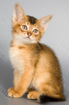 Kitten of Abyssinian breed