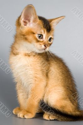 Kitten of Abyssinian breed